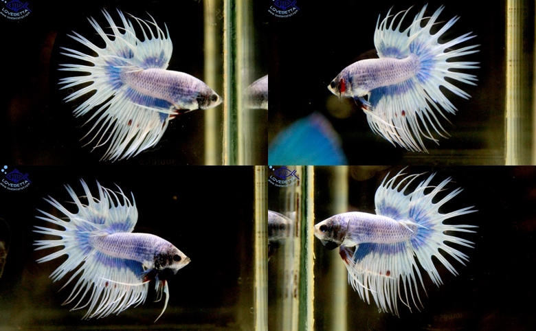 (ขายแล้วครับ)ตอนรับเทศกาล สงกรานต์ ปลากัดครีบยาวหางมงกุฏ-Crowntails Fancy