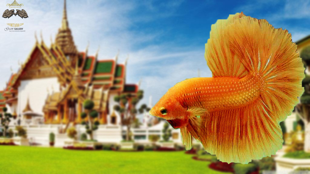 "คัดเกรด"ปลากัดครีบยาว-Halfmoon Super Orange