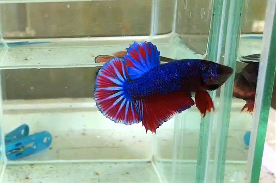 ปลากัดคัดเกรดครีบสั้น - Halfmoon Plakad Fancy Dragon Quality Grade