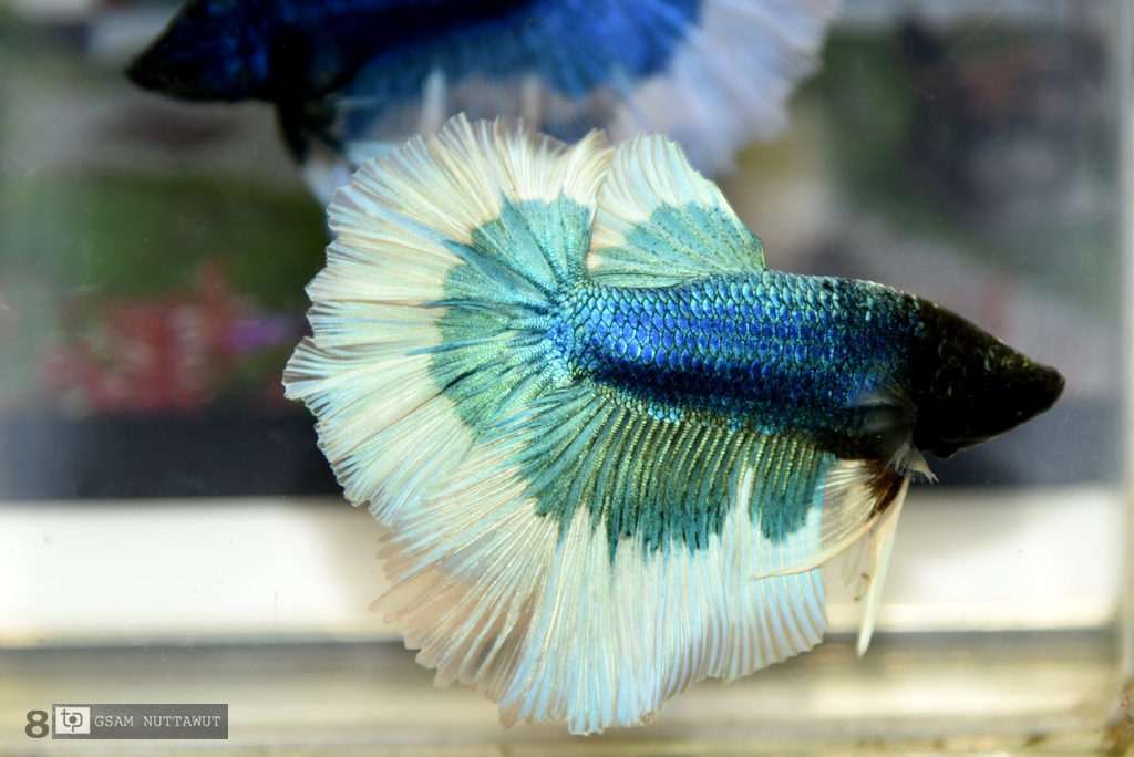 ปลากัดคัดเกรดครีบยาว - Halfmoon Fancy Green Butterfly Premium Quality Grade AAA+