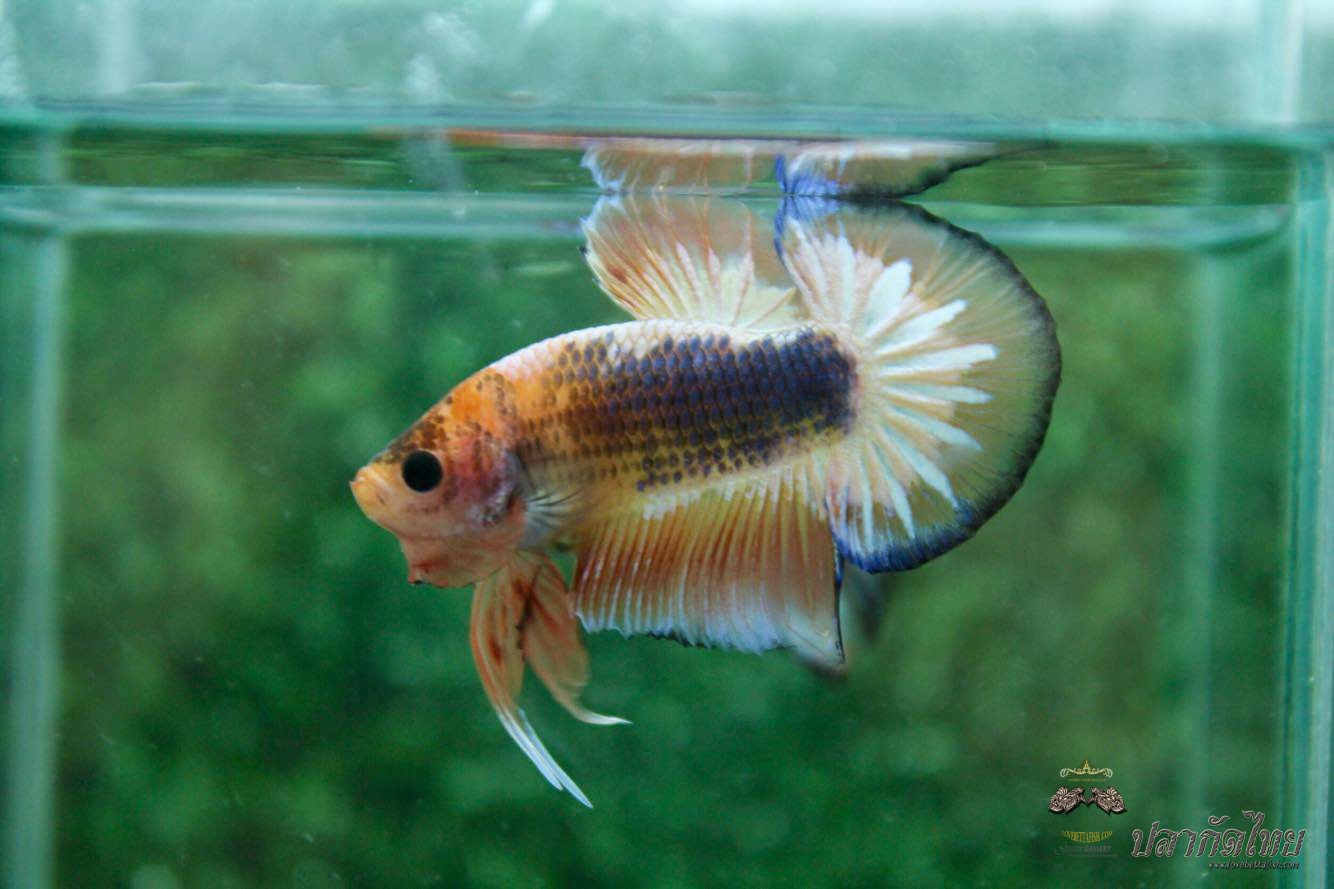 ปลากัดคัดเกรดครีบสั้น - Halfmoon Plakad Fancy Dragon Quality Grade