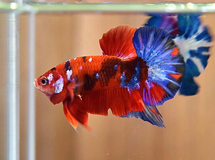 'เรด เฮลบอยย์ กาแล๊คซี่'ปลากัดคัดเกรดครีบสั้น - Halfmoon Plakad Fancy Red Hellboy Galaxy Premium Quality Grade