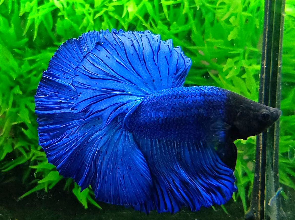 ปลากัดคัดเกรดครีบยาว - Halfmoon Super Blue Colors Premium Quality Grade