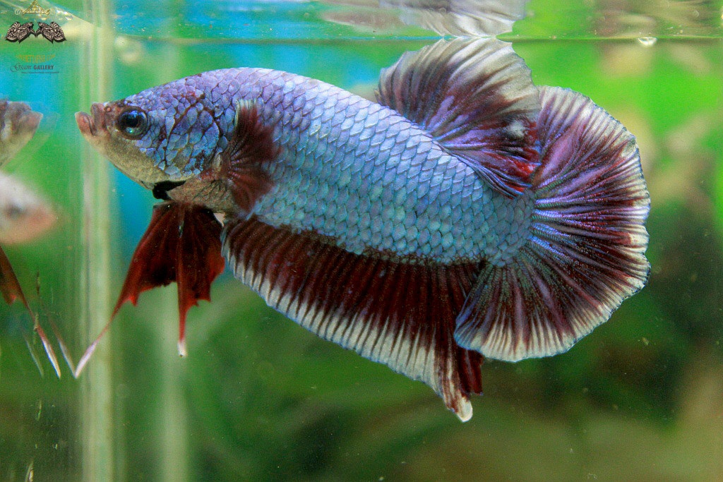 (ขายแล้วครับ)"คัดเกรด"ปลากัดยักษ์ครีบสั้น-Giant Halfmoon Plakats Fancy Salamander