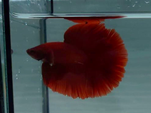 ปลากัดคัดเกรดครีบยาว - Halfmoon Super Red Premium Quality Grade