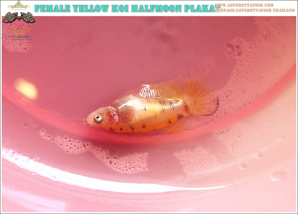(ขายแล้วครับ)ปล่อยแม่พันธุ์"คัดเกรด"ปลากัดครีบสั้นเพศเมีย-Female Halfmoon Plakats Yellow Koi