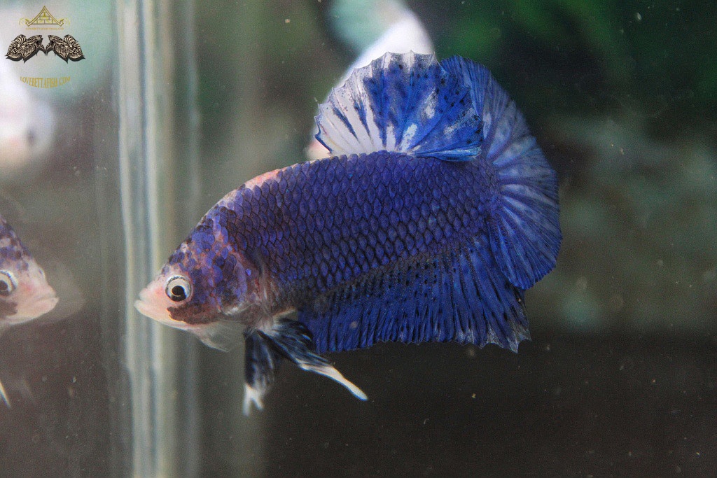 (ขายแล้วครับ)"คัดเกรด"ปลากัดครีบสั้น-Halfmoon Plakats Fancy Blue Dragon