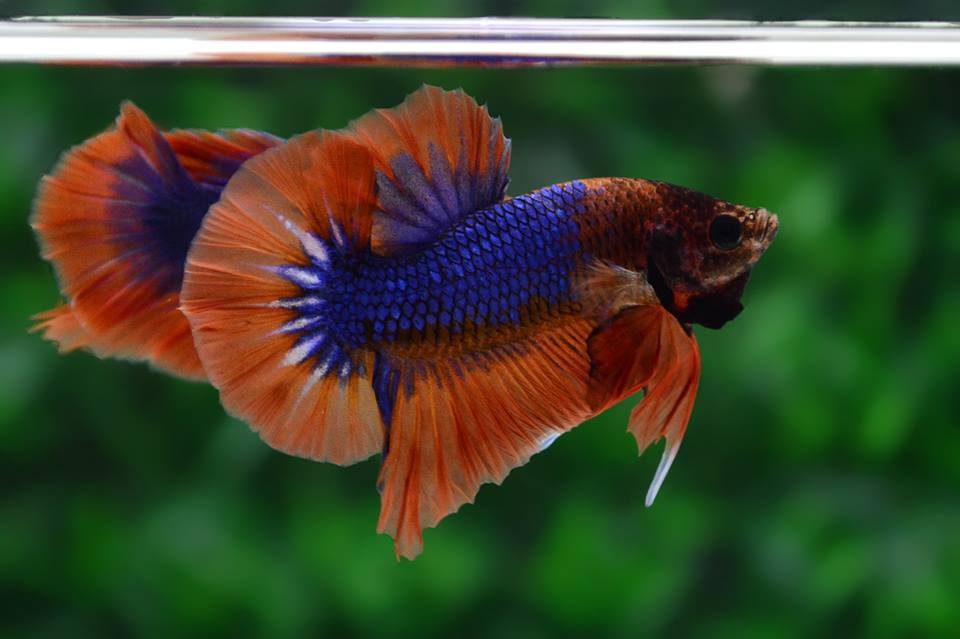 ปลากัดคัดเกรดครีบสั้น - Halfmoon Plakad Fancy Grizzle Premium Quality Grade AAA+