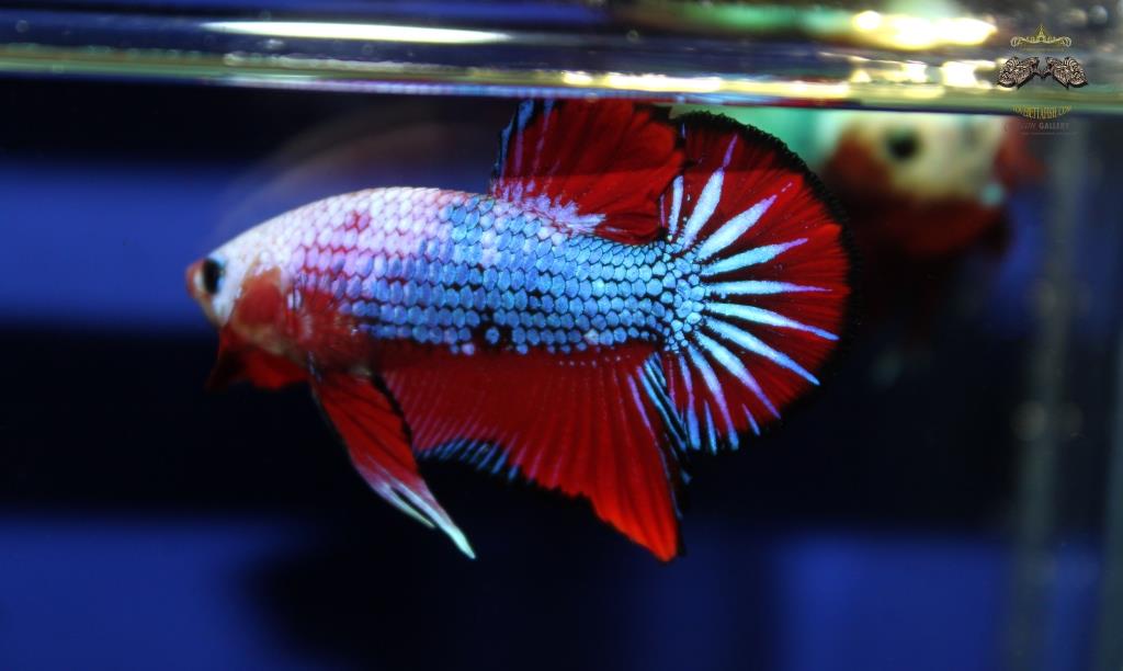 ปลากัดคัดเกรดครีบสั้น - Halfmoon Plakad Facny Dragon Quality Grade