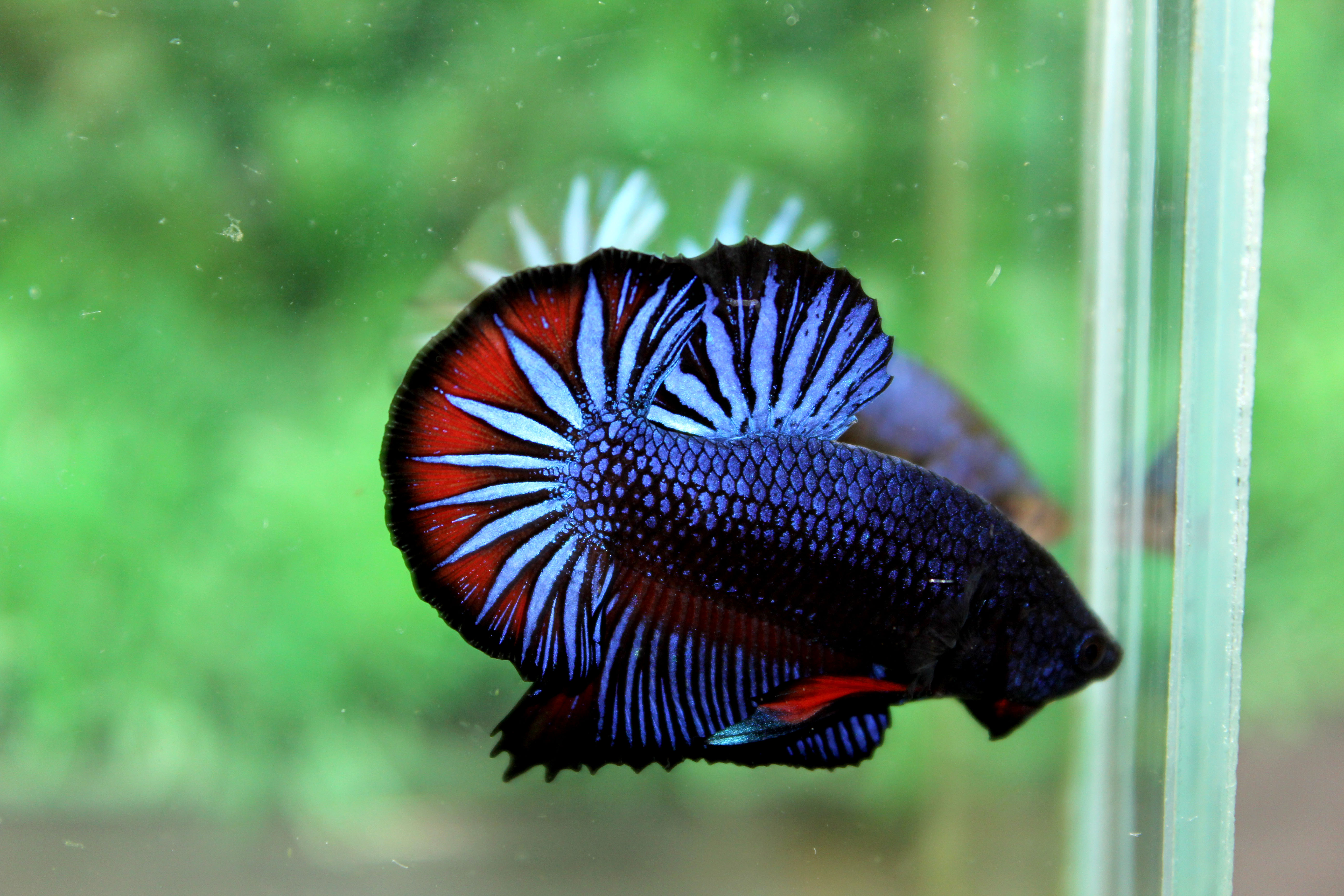 คัดเกรดปลากัดครีบสั้น-Halfmoon Plakad Quality Grade Fancy Over Tails