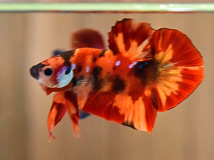 'นีโม่ ลายเสือไฟ'ปลากัดคัดเกรดครีบสั้น - Halfmoon Plakad Fancy Nemo Fire Tiger Premium Quality Grade