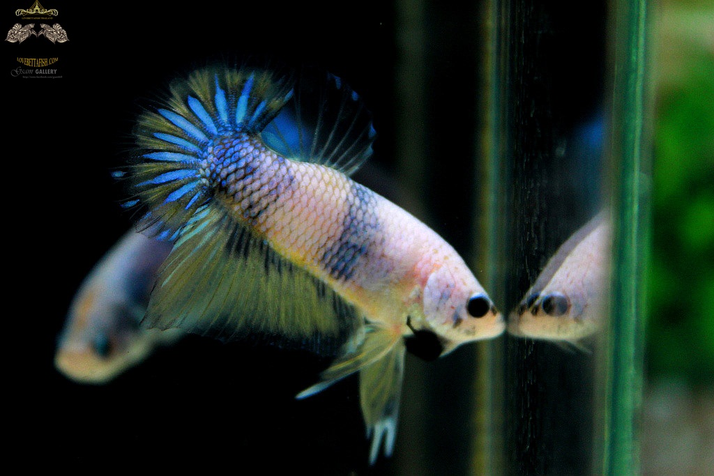 (ขายแล้วครับ)ตอนรับปีใหม่"คัดเกรด"ปลากัดครีบสั้น-Halfmoon Plakats Fancy