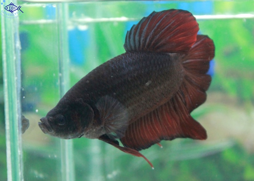 (ขายแล้วครับ)"คัดเกรด"ปลากัดยักษ์ครีบสั้น-Giant Fancy Black and Red