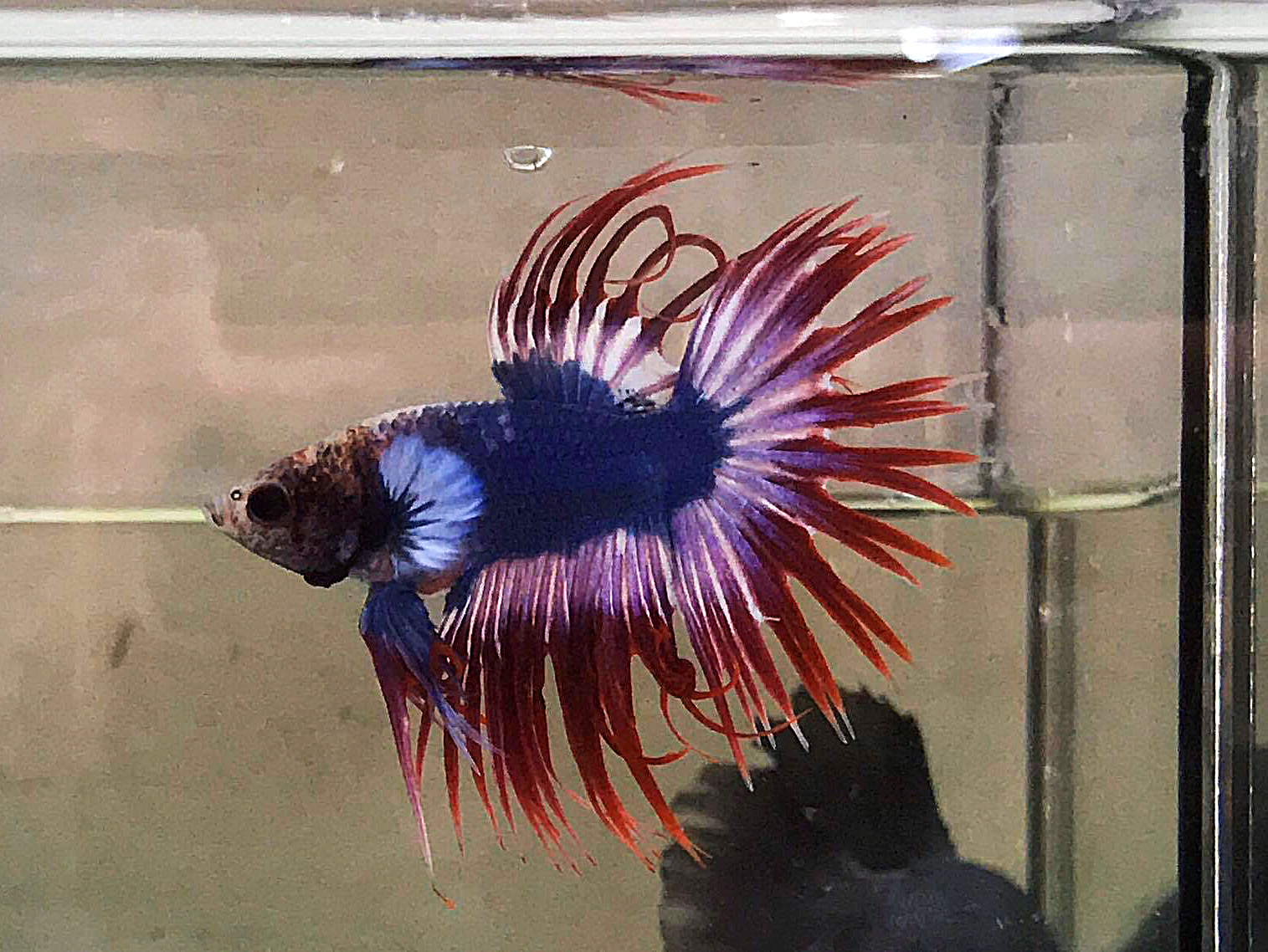 ปลากัดคัดเกรดครีบยาวหางมงกุฎลายธงชาติไทย - CrownTails Fancy Thailand Colors Premium Quality Grade