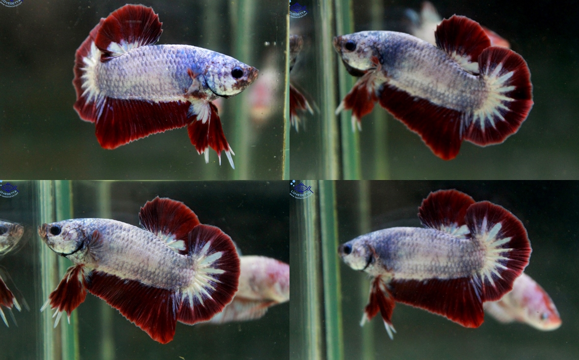 (ขายแล้วครับ)"คัดเกรด"ปลากัดครีบสั้น-Halfmoon Plakats Fancy ตัดขอบ Violet