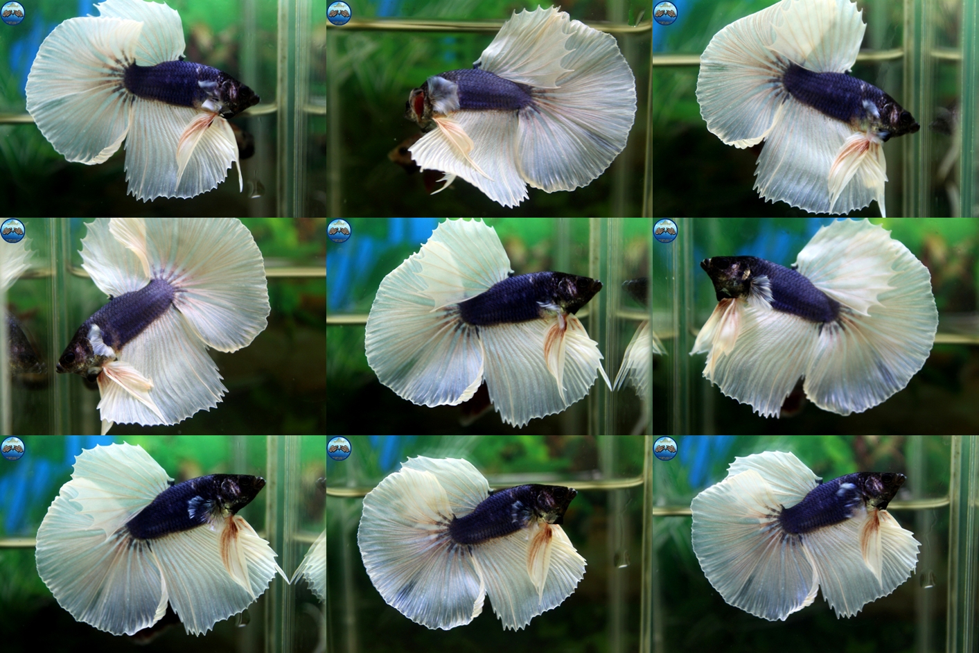(Sold Out)"คัดเกรด"ปลากัดครีบยาว-Halfmoon