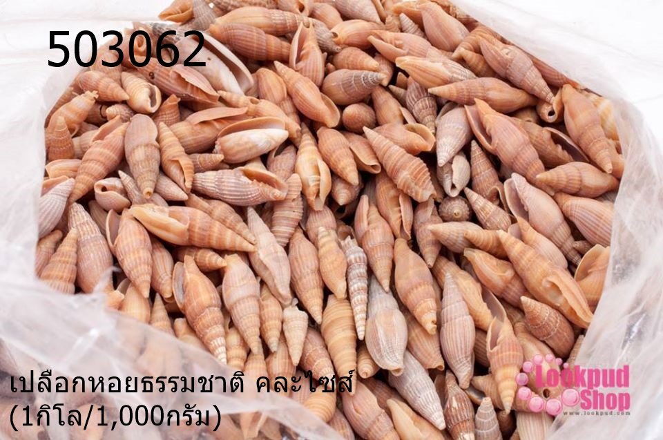 เปลือกหอยธรรมชาติ คละไซส์ (1กิโล/1,000กรัม)
