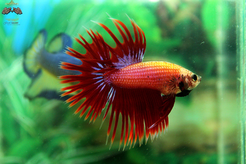 (ขายแล้วครับ)ปลากัดครีบยาวหางมงกุฎ-Crowntails Red