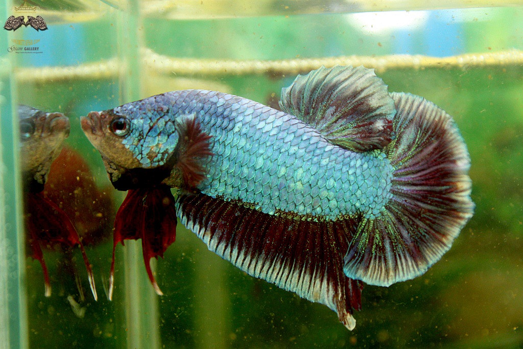 (ขายแล้วครับ)"คัดเกรด"ปลากัดยักษ์ครีบสั้น-Giant Halfmoon Plakats Fancy Salamander