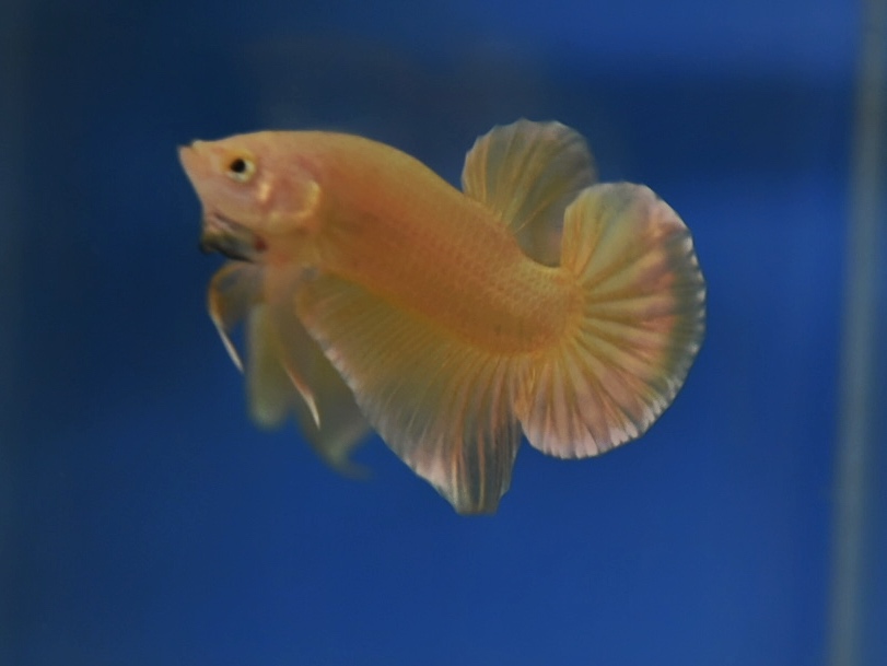 ปลากัดคัดเกรดครีบสั้น - Halfmoon Plakad Super Gold Premium Quality Grade
