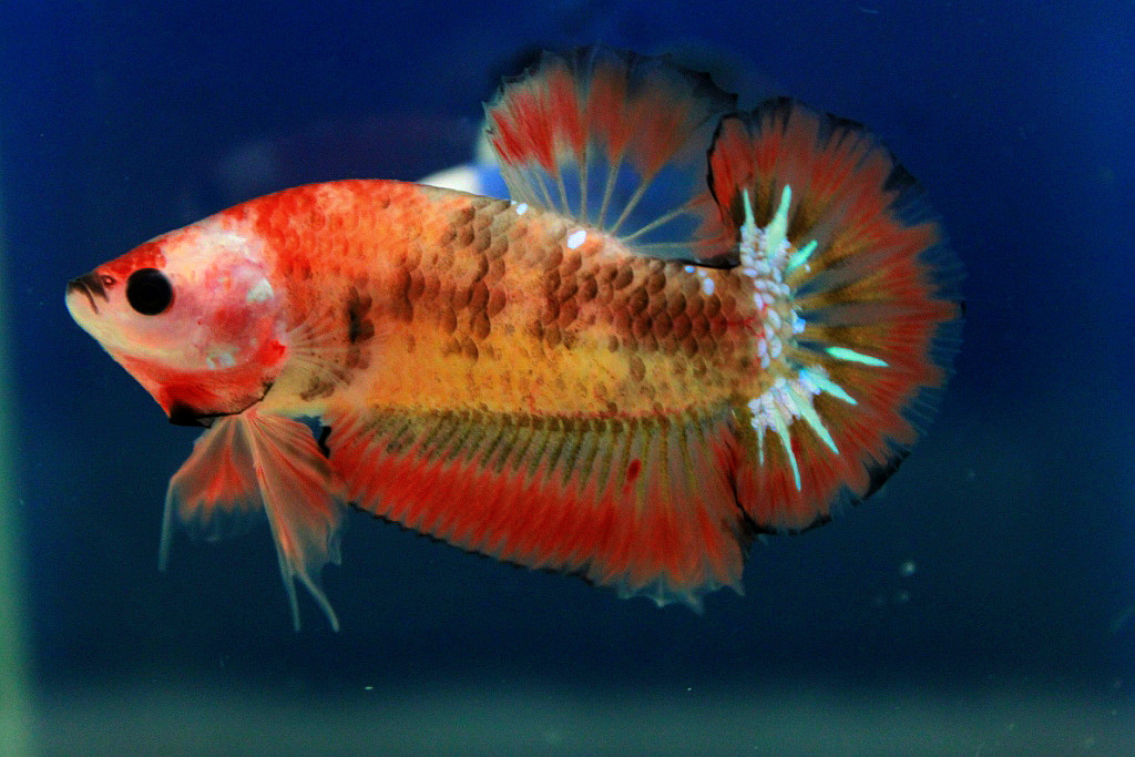 คัดเกรดปลากัดครีบสั้น-Hi- Quality Halfmoon Plakat Fancy Orange Quality Grade