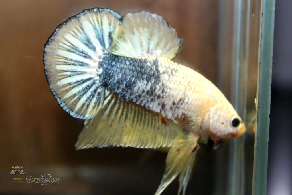 ปลาใหญ่ขนาดเกือบ 1.8-1.9 นิ้ว ปลากัดคัดเกรดครีบ - Halfmoon Plakad Fancy Dragon Premium Quality Grade