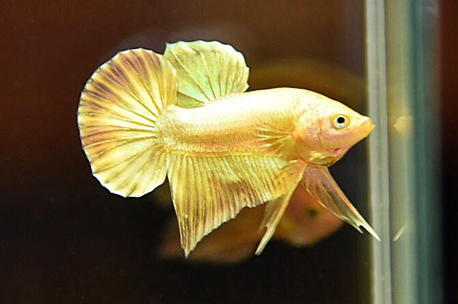 "ปลากัดสีทอง Super Gold" ปลากัดคัดเกรดครีบสั้น - Halfmoon Plakad Super Gold Quality Grade