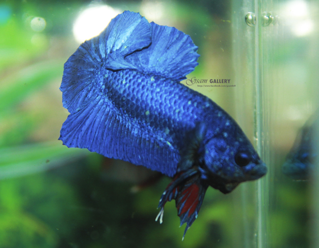 (ขายแล้วครับ)ปลากัดครีบสั้น - Halfmoon Plakats SUPER BLUE