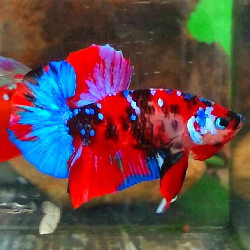 ปลากัดคัดเกรดครีบสั้นแฟนซี - Halfmoon Plakad Fancy Red Nemo Galaxy Premium Quality Grade