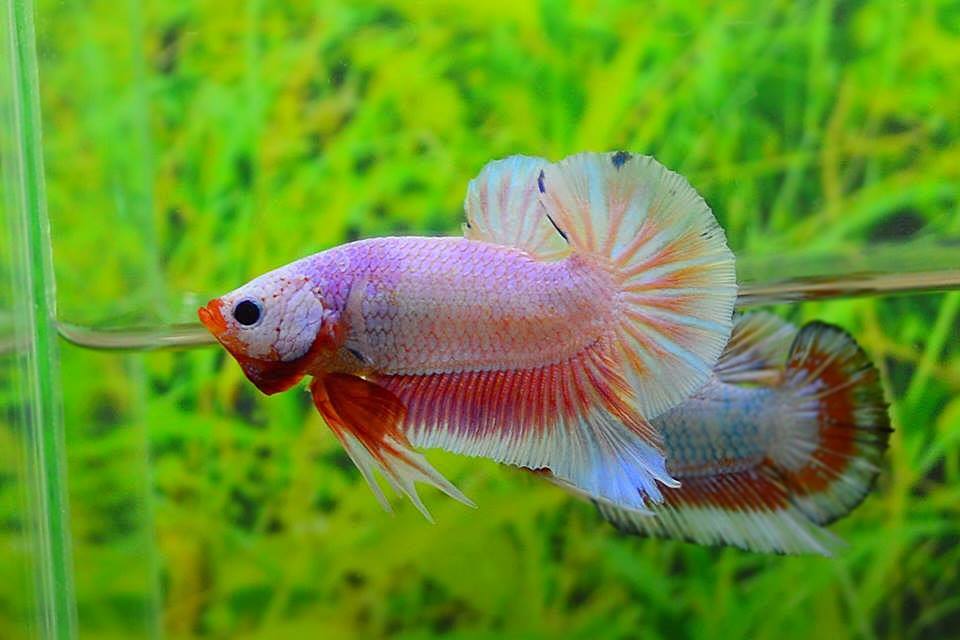 คัดเกรดปลากัดครีบสั้น-Halfmoon Plakat Fancy Dragon Pink