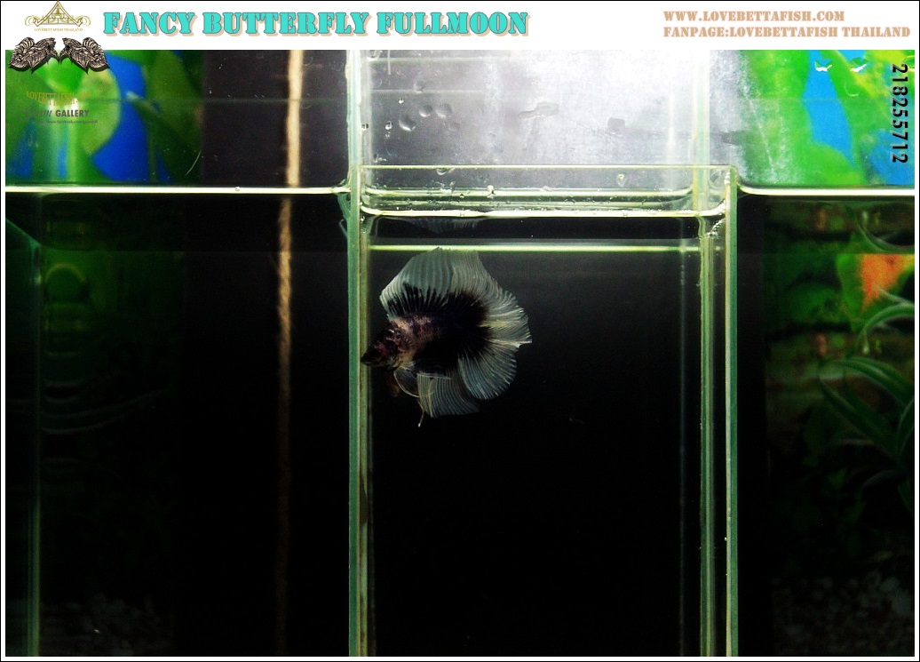 (ขายแล้วครับ)"คัดเกรด"ปลากัดครีบยาว หางพระจันทร์เต็มดวง หางคู่-Fullmoon BF Butterfly