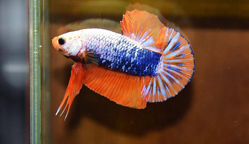 ปลาใหญ่ขนาดเกือบ 1.8-1.9 นิ้ว ปลากัดคัดเกรดครีบ - Halfmoon Plakad Fancy Orange Mustrad Premium Quality Grade