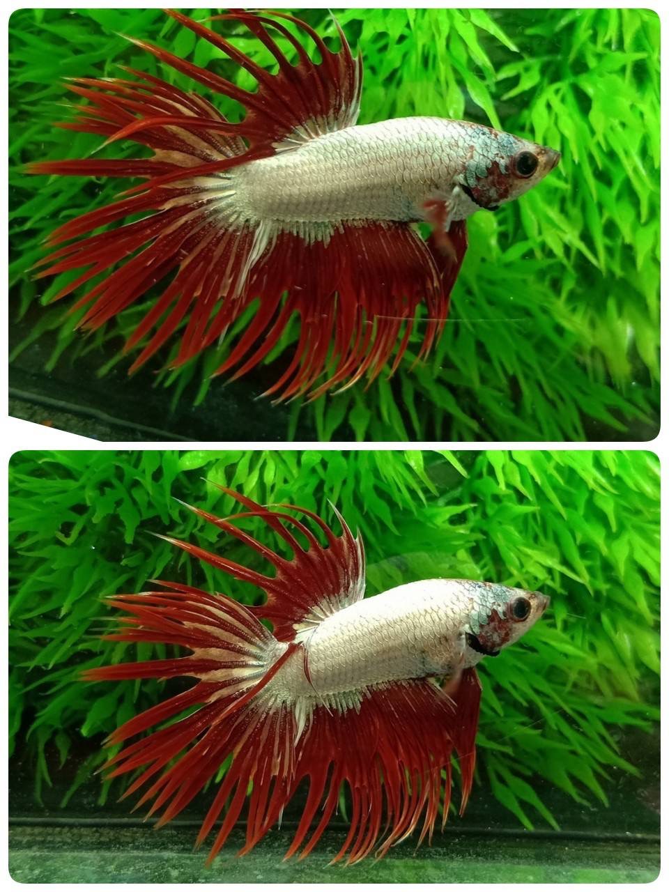 ปลากัดคัดเกรดครีบยาวหางมงกุฎ -CrownTails Red Copper Colors Premium Quality Grade