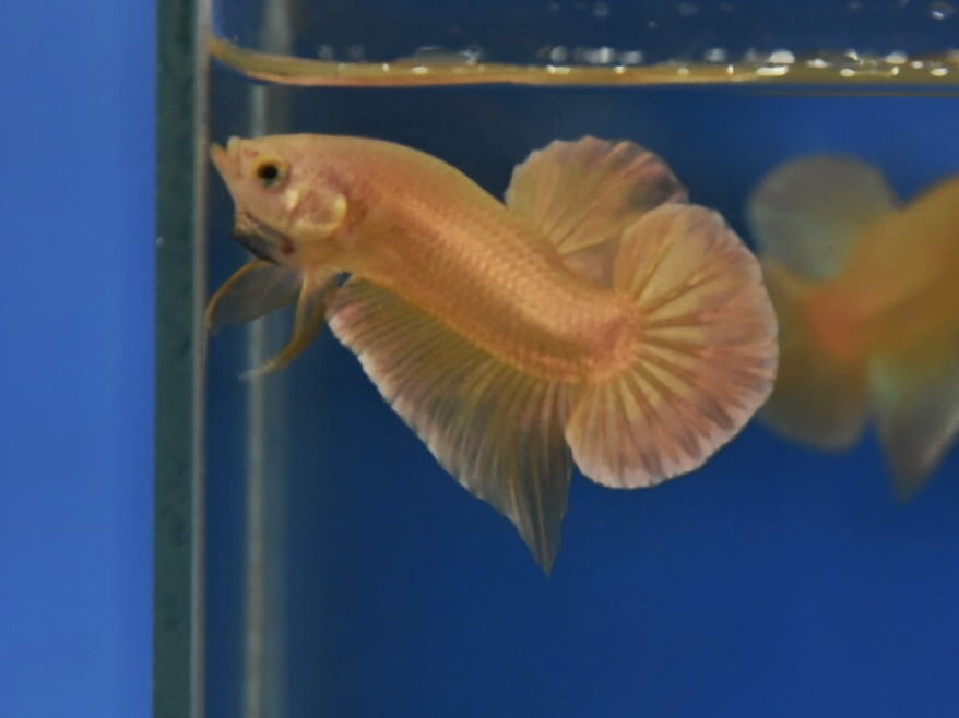 ปลากัดคัดเกรดครีบสั้น - Halfmoon Plakad Super Gold Premium Quality Grade