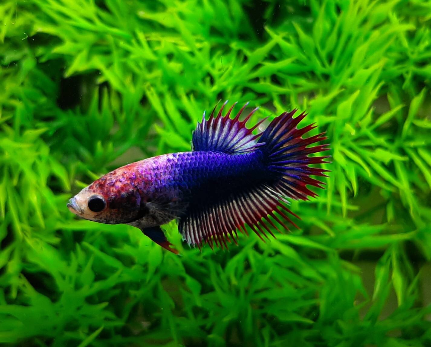 "ลายธงชาติ"ปลากัดคัดเกรดครีบยาวหางมงกุฎเพศเมีย - Female CrownTails Thailand Premium Quality Grade AAA+