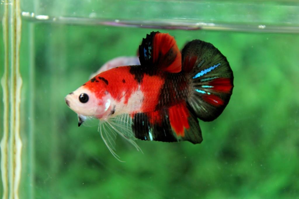 คัดเกรดปลากัดครีบสั้น-Halfmoon Plakad Premium Quality Grade Fancy Koi