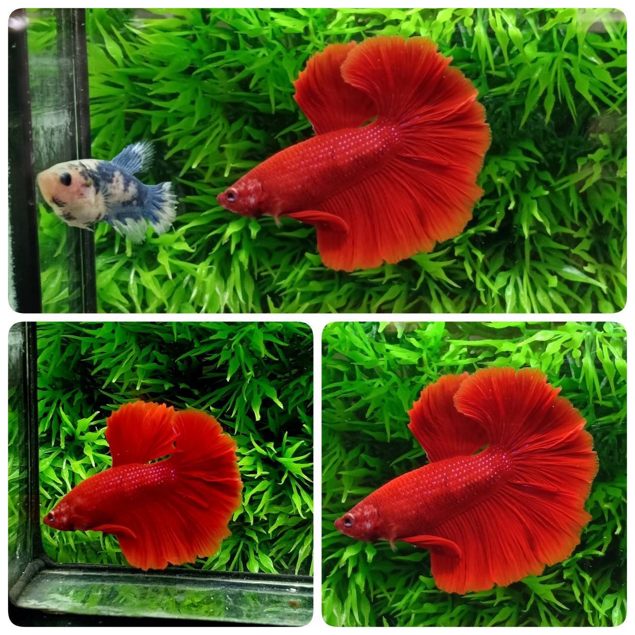 ปลากัดคัดเกรดครีบยาว - Halfmoon Super Red Colors Premium Quality Grade