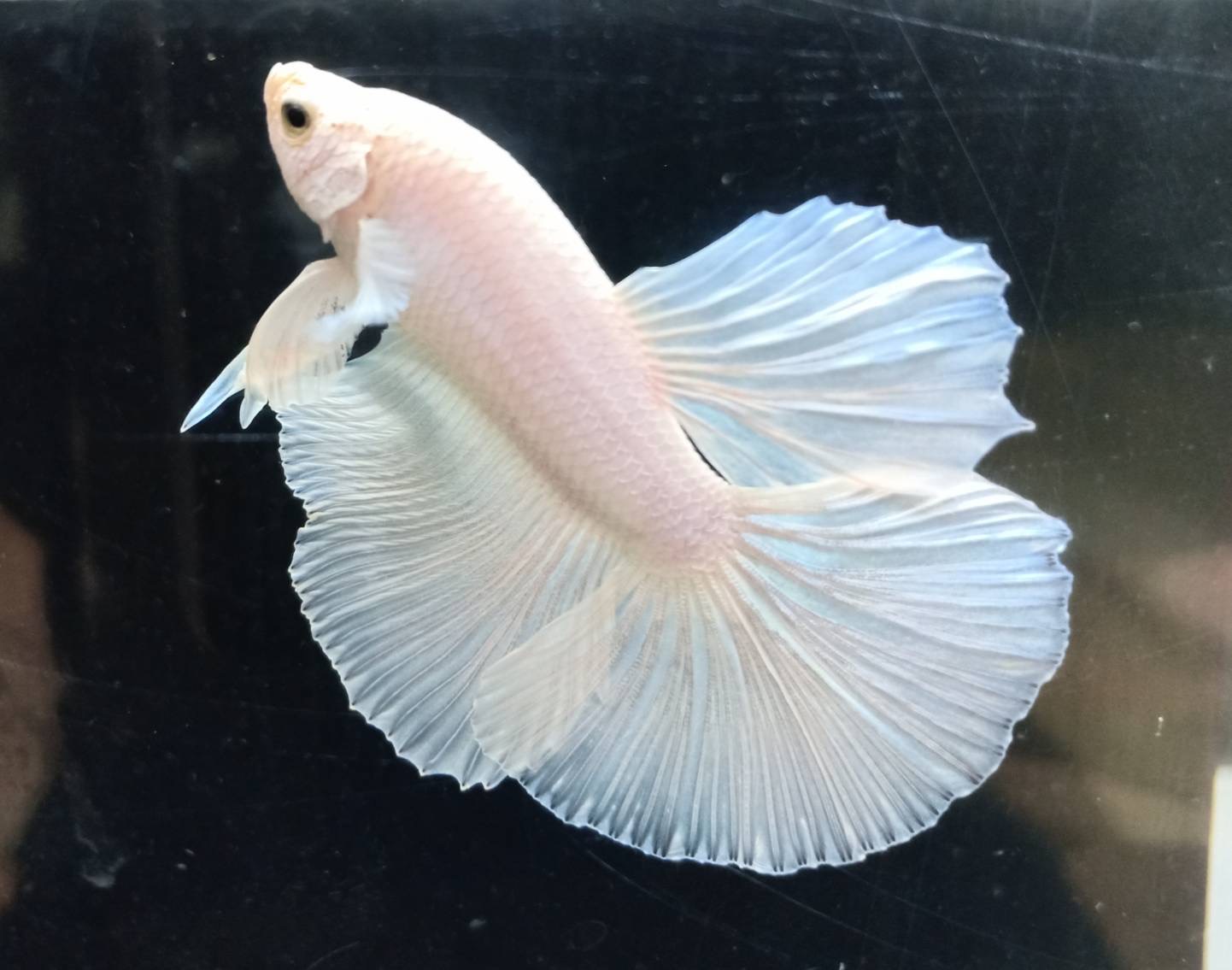 ปลากัดคัดเกรดครีบยาว - Halfmoon White Platinum Colors Premium Quality Grade