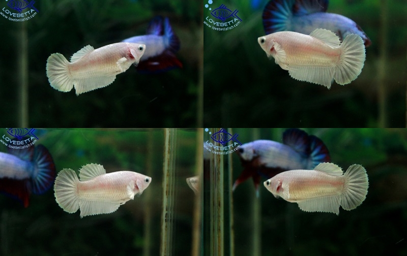 "คัดเกรด"ปลากัดครีบสั้นตัวเมีย-Halfmoon Plakats Super White Platinum