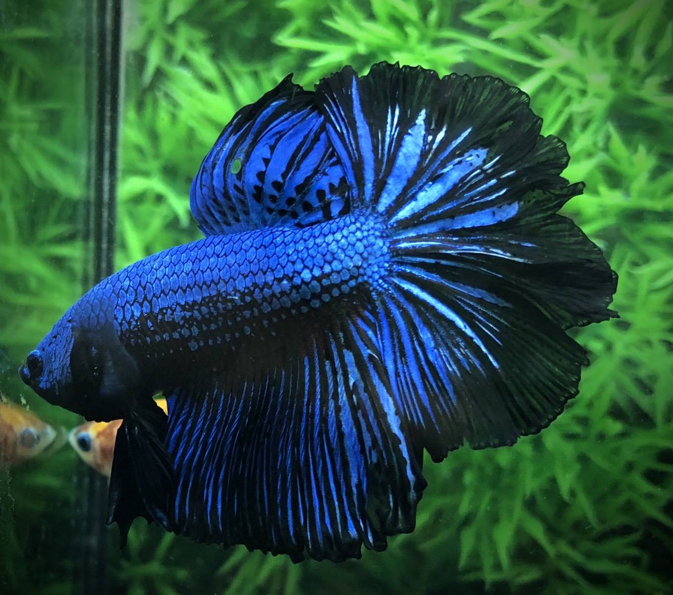 ปลากัดคัดเกรดครีบยาว - Halfmoon Fancy Blue Black Premium Quality Grade