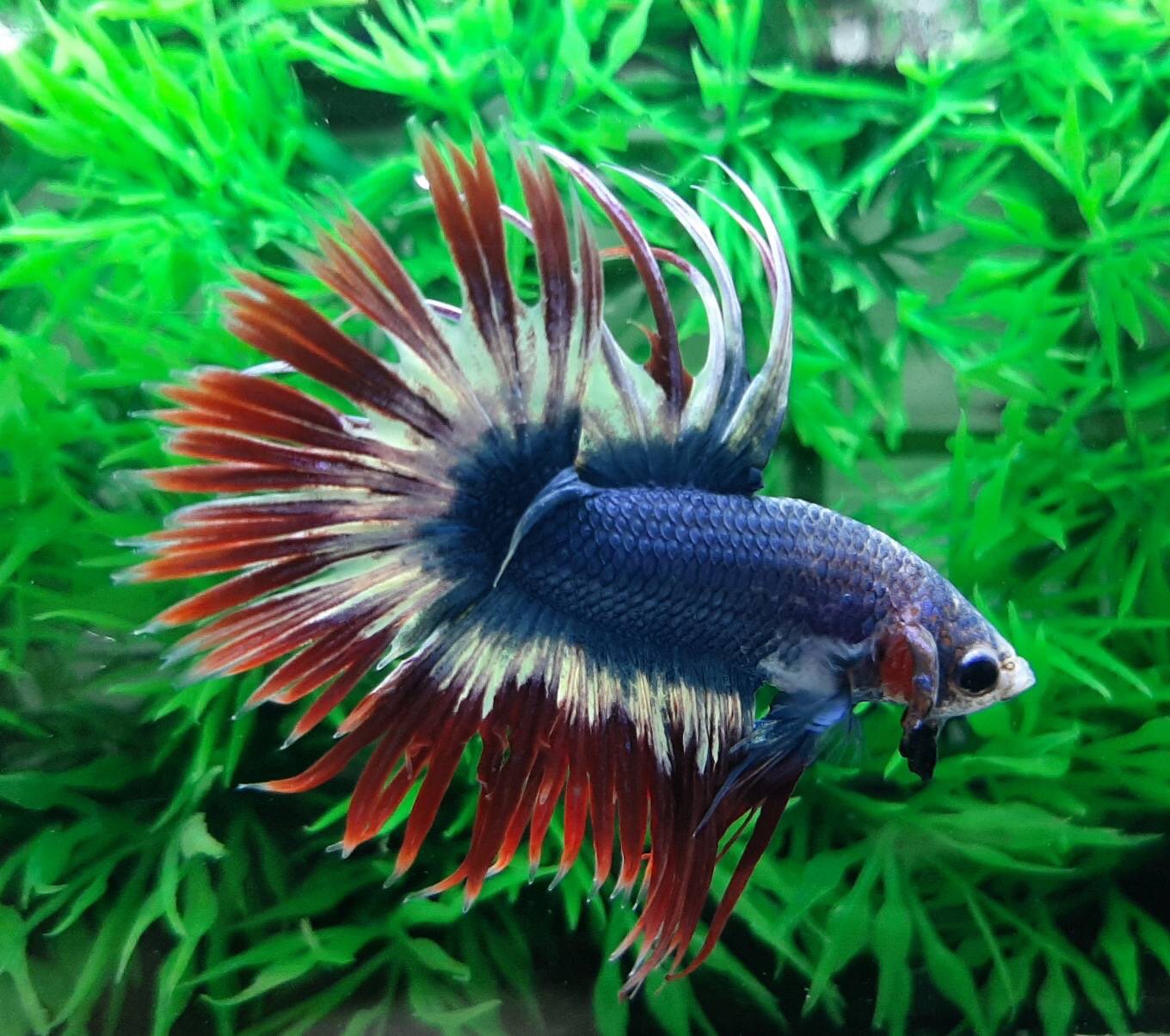 ปลากัดครีบยาวหางมงกุฎลายธงชาติไทย-Crowntails Thailand Colors Premium Quality Grade