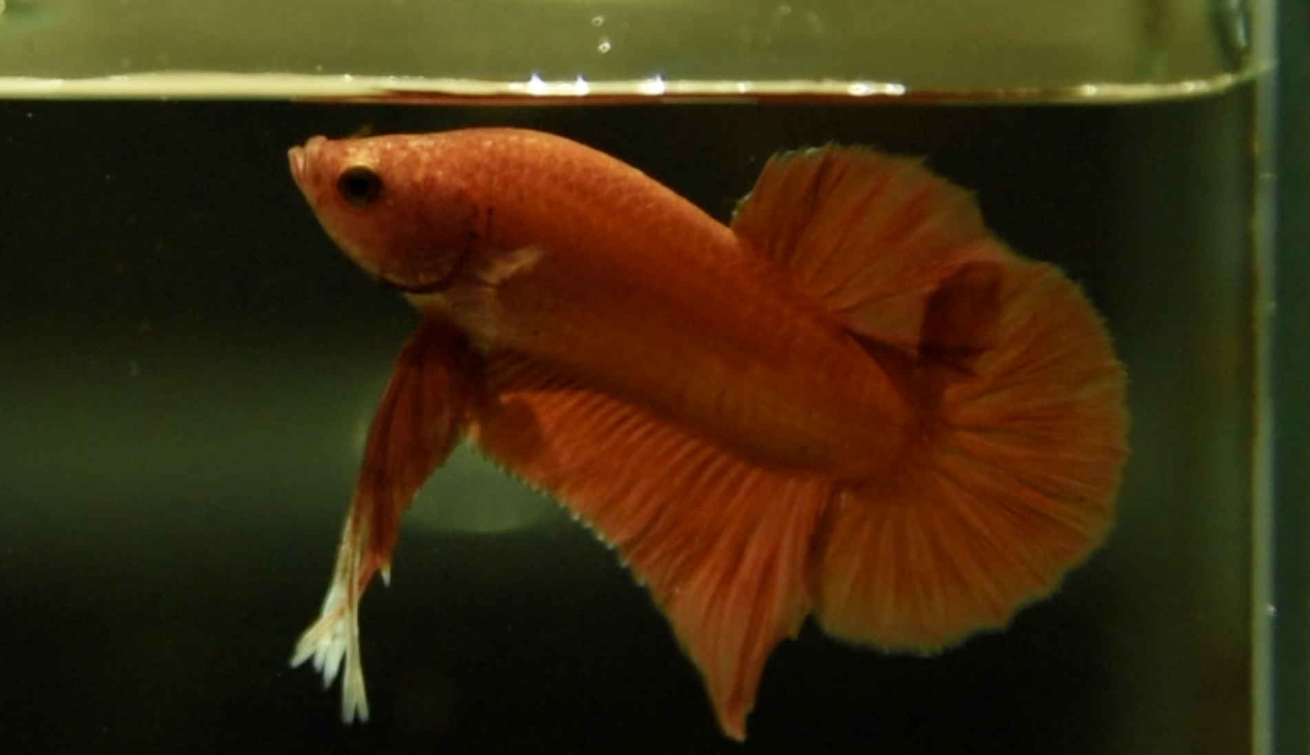 ปลากัดสวยงามครีบสั้นสีส้ม - Halfmoon Plakad Super Orange Premium Quality Grade