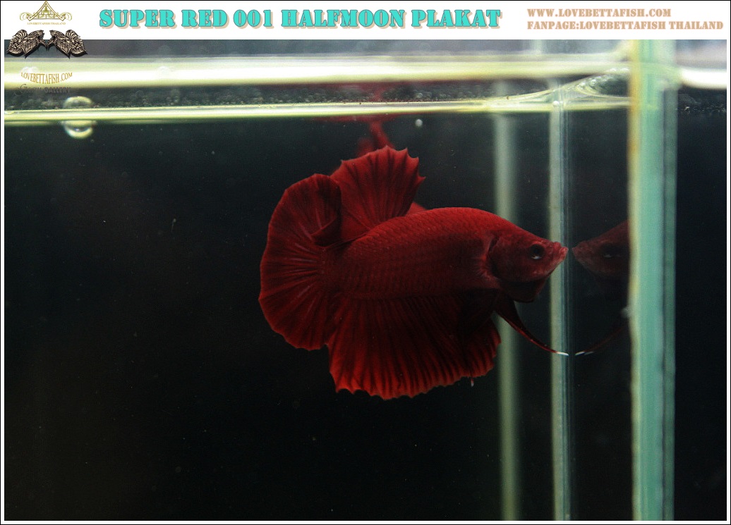(ขายแล้วครับ)"คัดเกรด"ปลากัดครีบสั้น-Halfmoon Plakats Super Red 001