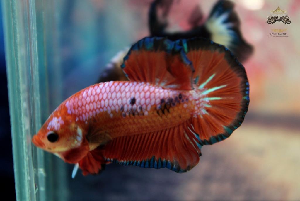 ปลากัดคัดเกรดครีบสั้น - Halfmoon Plakad Over Tails Orange Tails BlueGreen Premium Quality Grade AAA+