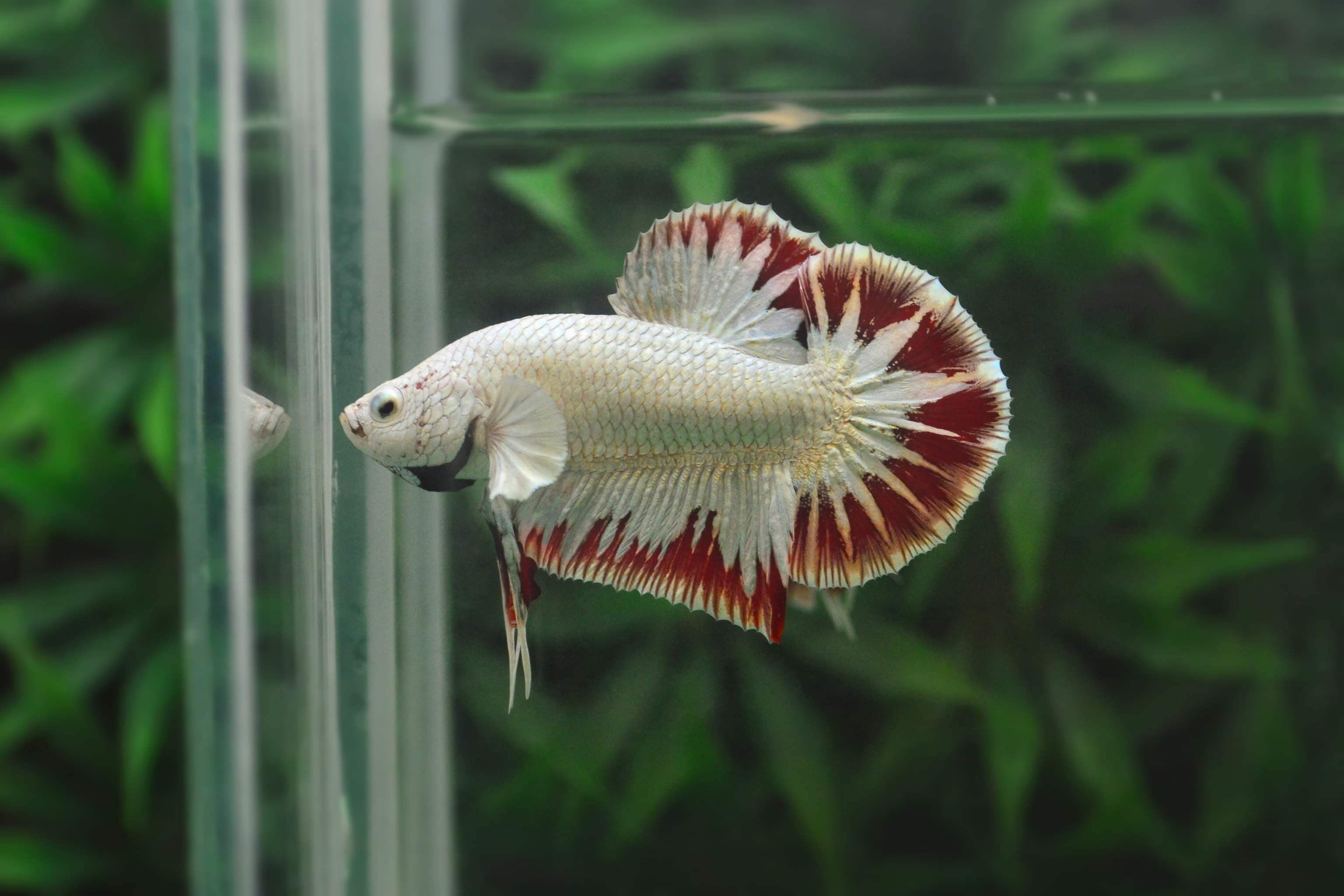ปลากัดคัดเกรดครีบสั้นมังกรแดง - Halfmoon Plakad Red Dragon Premium Quality Grade