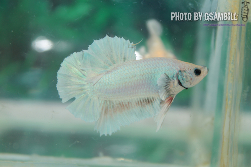 ปลากัดครีปสั้น - Fancy Halfmoon Plakats04