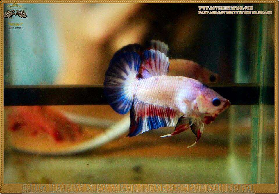 ปลากัดครีบสั้น-Halfmoon Plakat Fancy Marble