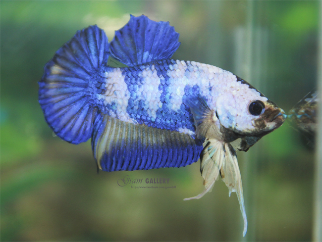 (ขายแล้วครับ)"คัดเกรด"ปลากัดครีบสั้น-Halfmoon Plakats Fancy Blue Dragon