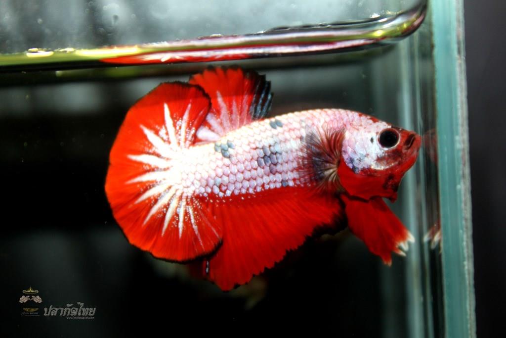 ปลากัดคัดเกรดครีบสั้น - Halfmoon Plakad Fancy Dragon Premium Quality Grade