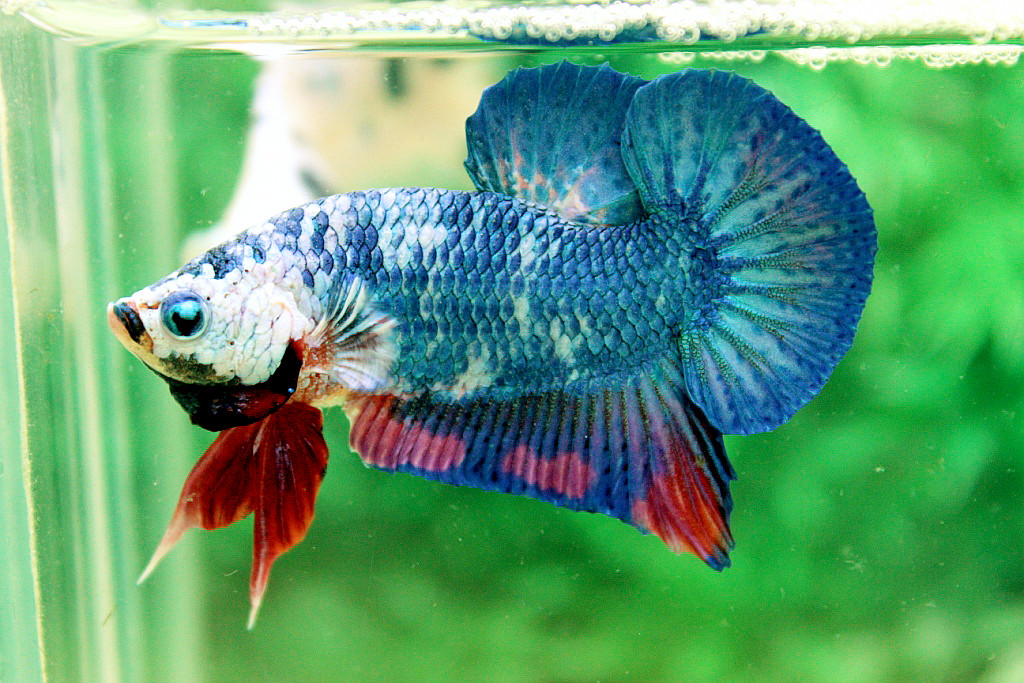 คัดเกรดปลากัดครีบสั้น-Halfmoon Plakat Green Fancy Dragon